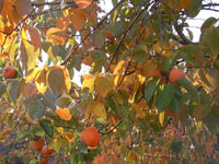 Persimmons